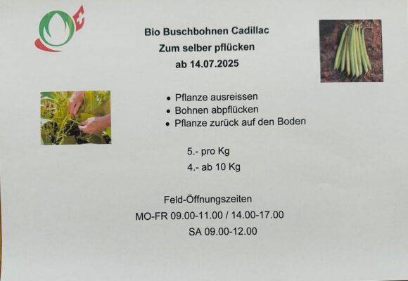 Buschbohnen Bio-Bleichenberg